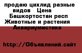 продаю цихлид разные видов › Цена ­ 40 - Башкортостан респ. Животные и растения » Аквариумистика   